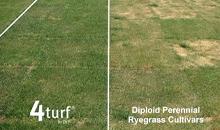 Protect your turf from drought with 4turf